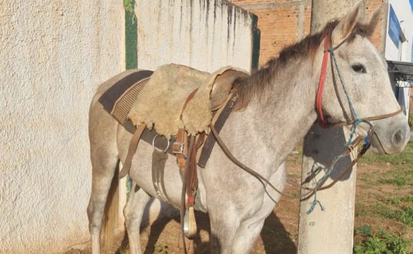 Secretaria de Desenvolvimento reforça fiscalização contra animais soltos na área urbana